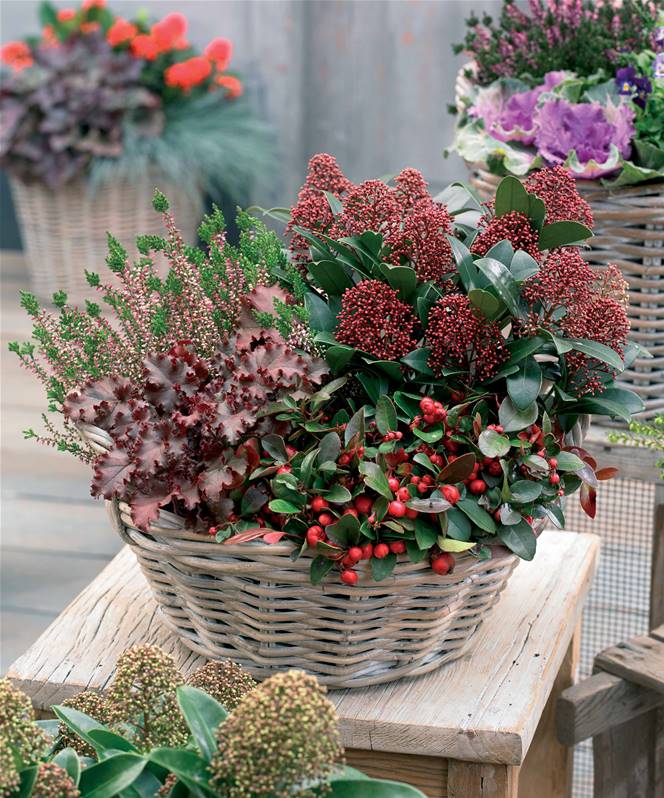Boutique Collection balcon d'hiver - 4 plantes Rabais en ligne
